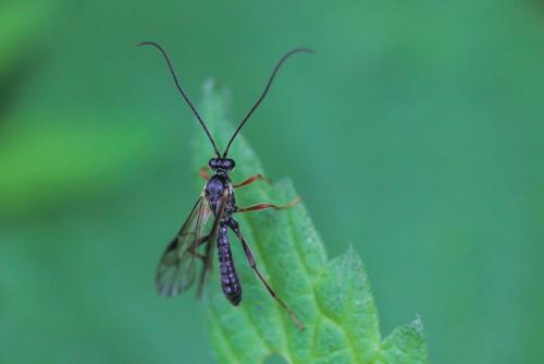 Réf. 274 195 : Tryphoninae inconnu